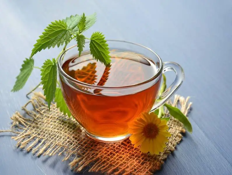 4 najznačajnije prednosti čaja od koprive