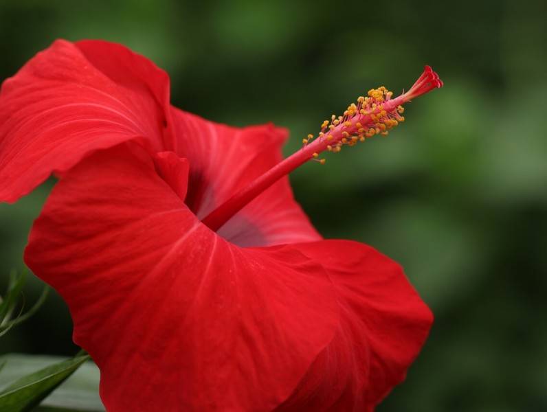 7 prednosti konzumiranja čaja od hibiskusa