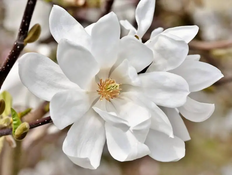 10 prednosti magnolije za vaše zdravlje koje morate znati